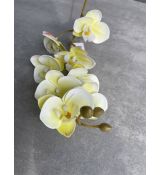 Vetvička orchidea 638L-02 žlto-zelená 75cm