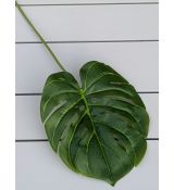 List MONSTERA 54x20cm 006BB